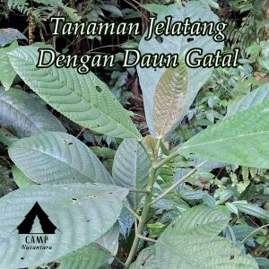 Daun jelatang daun gatal di hutan gunung salak