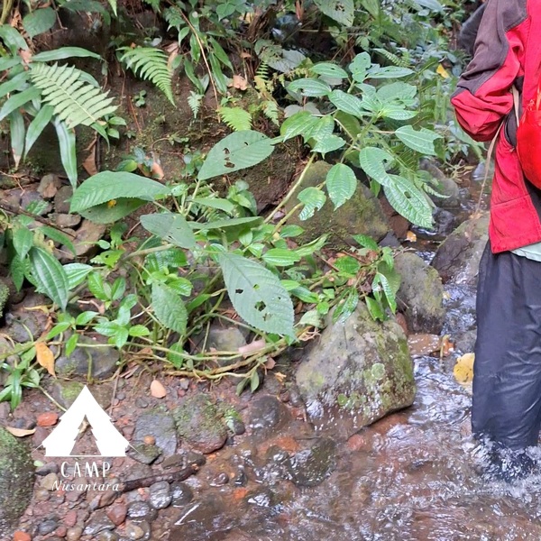 habitat daun jelatang di sungai