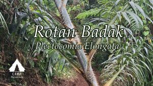 rotan badak (Plectocomia Elongata) di cidahu kaki gunung salak