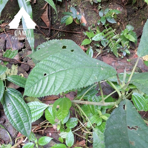 tanaman dengan daun yang gatal di gunung