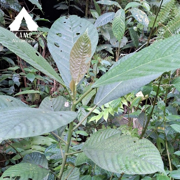 waspada tanaman gatal di gunung salak